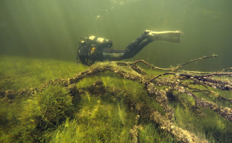 Duiker zweeft boven een boomstam in groen water met lichtbundels van boven
