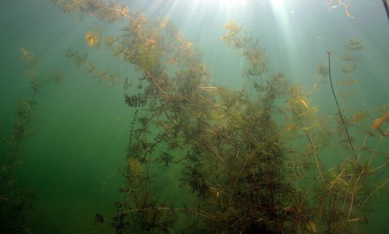 Waterplanten met zonlicht dat door het water valt